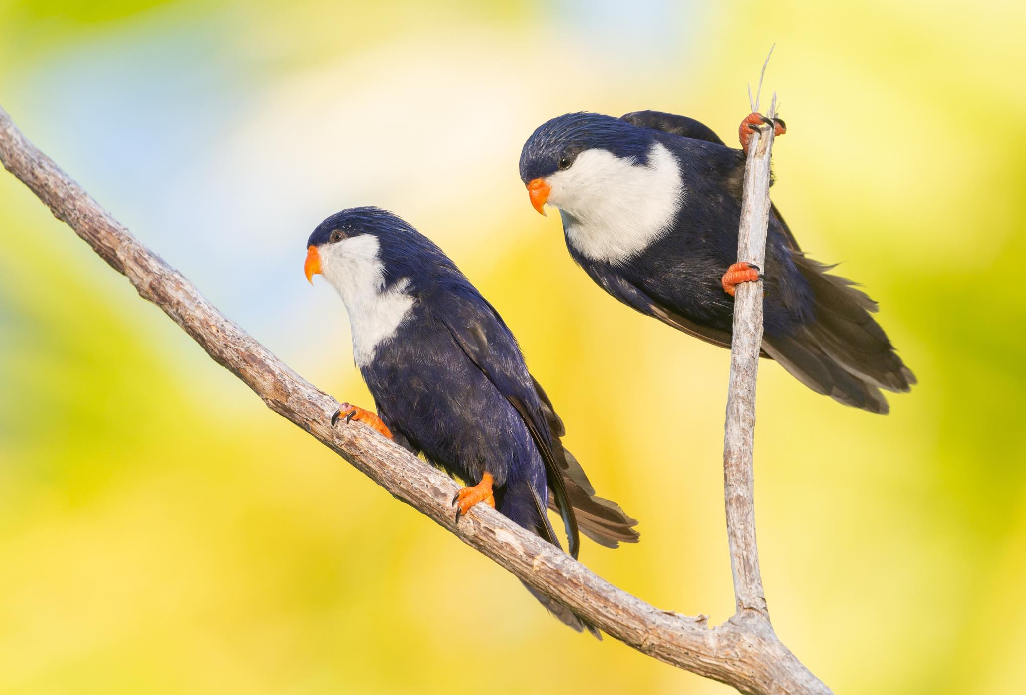 Oiseaux protégés, la Lori Nonnette