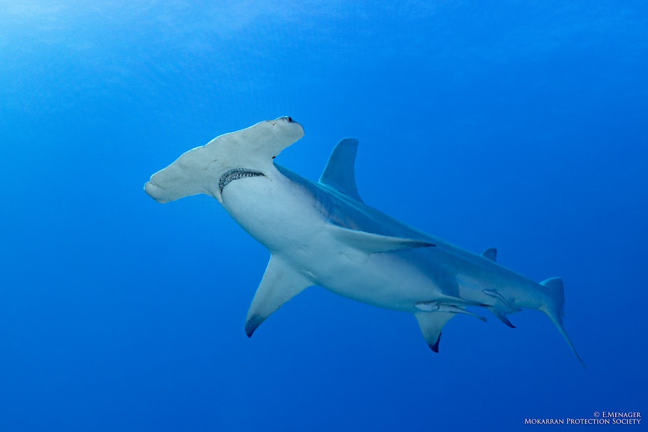 Requin marteau, Mokarran Protection Society