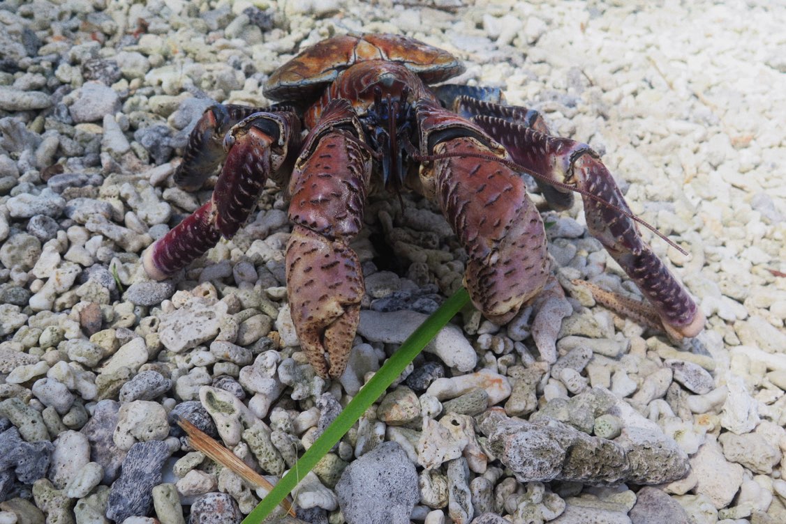 Kaveu, crabe de cocotier